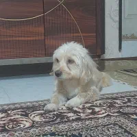 واگذاری سگ شیتزو