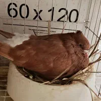 کبوتر زرد دم سفید