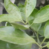 باغچه ۷۳۰ متری خالص