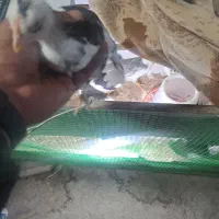 جوجه گلین دوماهه تک جیل