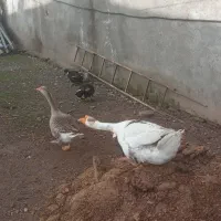 قوغاز نر و ماده اکراینی نزدیک ۱ ساله درشت وسالم و