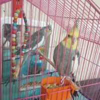 ابو حمیضه خیابان کشاورزی