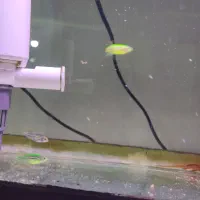 ماهی|ماهی|بومهن, |دیوار