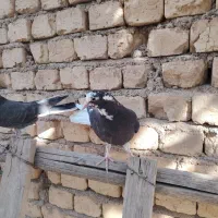 کبوتر پر جوجه|پرنده|کیار, |دیوار