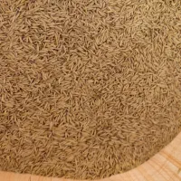 جو هاشمی