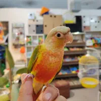 گرینچیک ماده و نر تست دار با جفت های مولد مطمئن