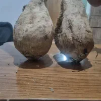 چغندر قندی  امامیان