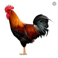 خروس برای سربری