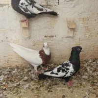 کبوتر ماده سینه سرکه ای|پرنده|شیراز, شیخ علی چوپان|دیوار