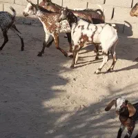 نری نقشی یکسال ونیم|حیوانات مزرعه|بندرعباس, |دیوار