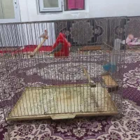 یک جفت فنج|پرنده|تبریز, |دیوار