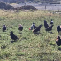 حدودا 40 عدد خروس بچع سالم|حیوانات مزرعه|خوی, |دیوار