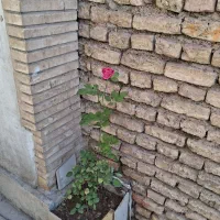 خاک باغچه وکود حیوانی گل وگلدان