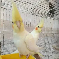 جوجه عروس هلندی لوتیتو زعفرونی|پرنده|مرودشت, کناره|دیوار