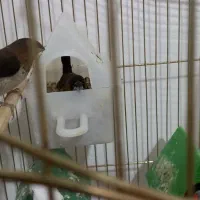 فنچ|پرنده|میانه, |دیوار