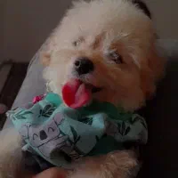 سگ پودل کراس