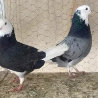 کفتر شازده سبز سیاه خالکوب