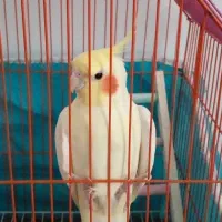 طوطی عروس لوتیتو