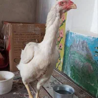 مرغ لاری
