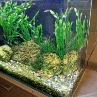 سرویس آکواریم|ماهی|تهران, استقلال|دیوار