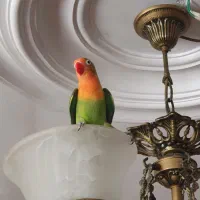 کوتوله ۵۵روز