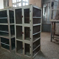 قفس یا جوفتکون پرنده