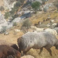 میش داشتی