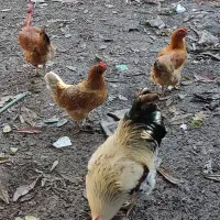 فروش مرغ و خروس جوان