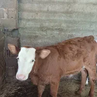 فروش گاو سمینتال