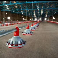 کارگره مرغداری