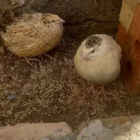 دوعدد بلدرچین  سالم