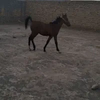اسب
