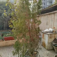 دخت کاج|گل و گیاه طبیعی|کرج, اصفهانی‌ها|دیوار