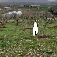 گلخانه  باغ  چاه کشاورزی|فروش دفتر صنعتی، کشاورزی، تجاری|خرم‌آباد, |دیوار