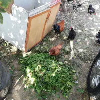 دو عدد خروس رسمی جوان فروشی|حیوانات مزرعه|تهران, سعیدآباد|دیوار