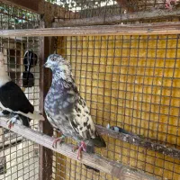 کبوتر پرشی|پرنده|رویان, |دیوار