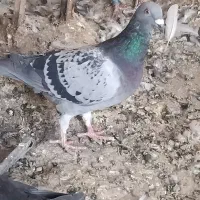 پولک وسبز
