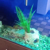 ۹عددماهی سیچیلادگوشت خار