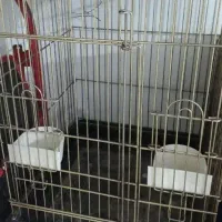 قفس   خورموج