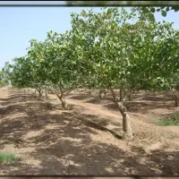 آب-و-زمین-کشاورزی-چاه-موتور-حوض-سرخ