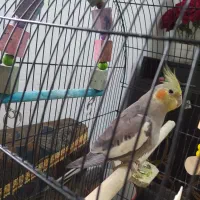 عروس هلندی چهار ماهه|پرنده|کتالم و سادات شهر, |دیوار