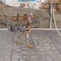 تعدادی مرغ لری و لاری|حیوانات مزرعه|ماهدشت, |دیوار