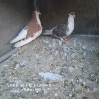 کفتر شیرازی|پرنده|امیدیه, |دیوار