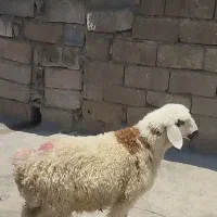 بره