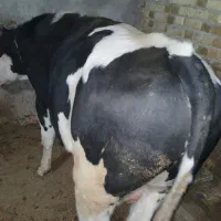 گوساله نر سیمینتال چاق و کشتاری