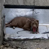 پیتبول اصیل نر سه عدد|سگ|رباط‌کریم, حصار مهتر|دیوار