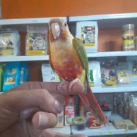 طوطی گرینچیک سوپر رام و سخنگو اسمش فلفل|پرنده|قائم‌شهر, |دیوار