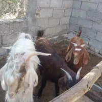 فروش بزغاله نر و ماده