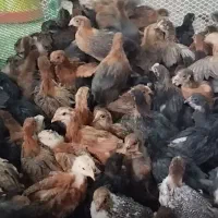 جوجه 35روزه گلپایگان محلی