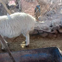 بره بزغاله گوسفند|حیوانات مزرعه|بیرجند, |دیوار